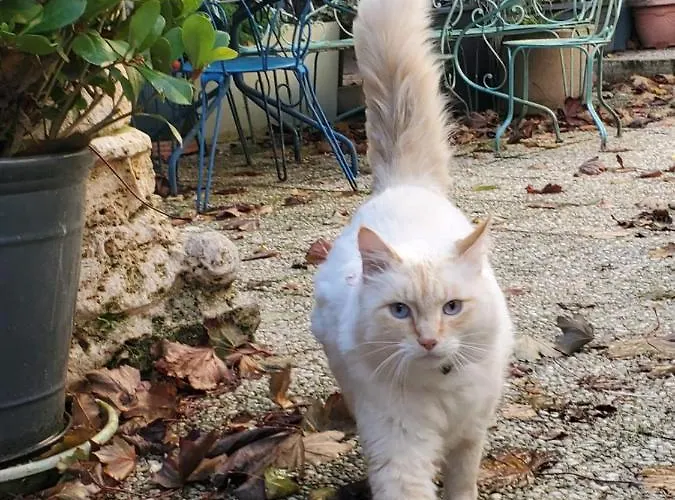 Bed & Breakfast Mysaintaubin Saint-Aubin-Sur-Mer (Calvados)